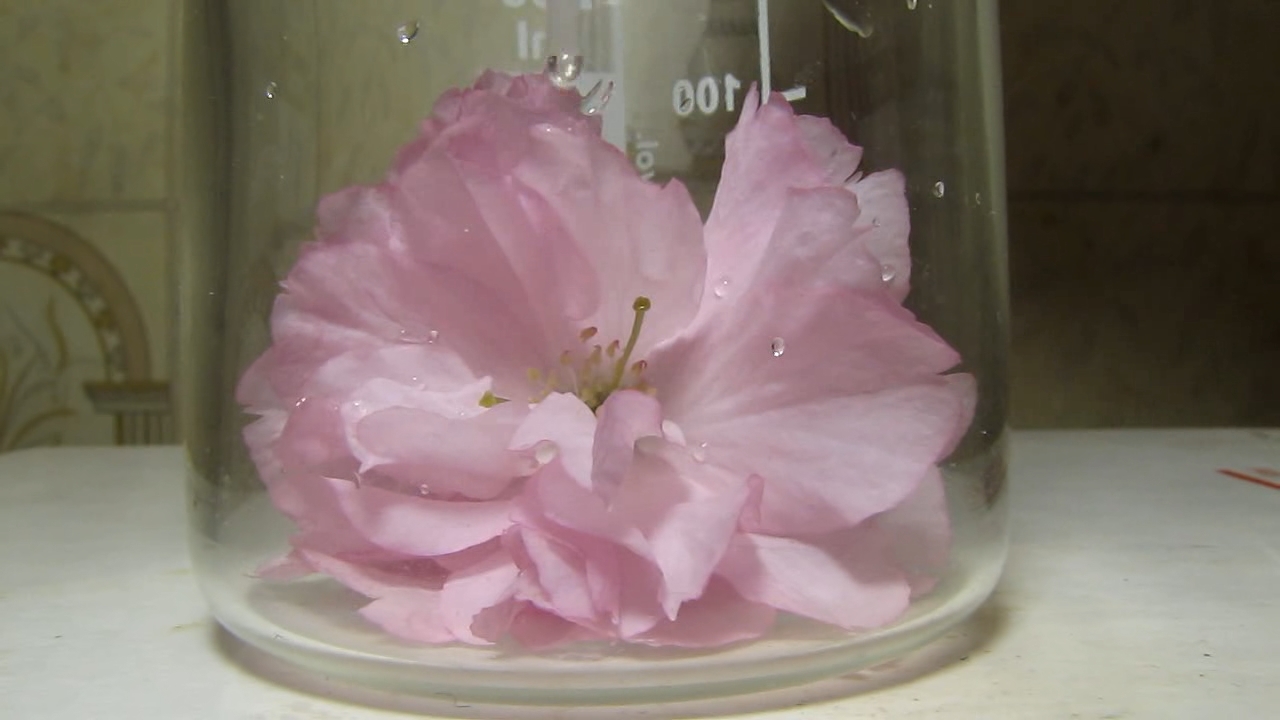 Sakura, ammonia and acetic acid